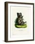 Barbary Ape-null-Framed Giclee Print