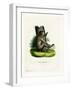 Barbary Ape-null-Framed Giclee Print