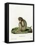 Barbary Ape-null-Framed Stretched Canvas