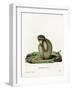 Barbary Ape-null-Framed Giclee Print