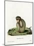 Barbary Ape-null-Mounted Giclee Print