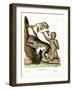 Barbary Ape-null-Framed Giclee Print