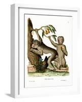 Barbary Ape-null-Framed Giclee Print