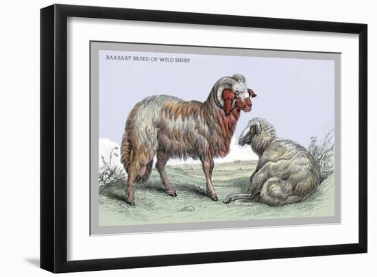 Barbary Breed of Wild Sheep-John Stewart-Framed Art Print