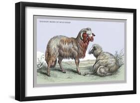 Barbary Breed of Wild Sheep-John Stewart-Framed Art Print