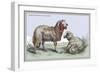 Barbary Breed of Wild Sheep-John Stewart-Framed Art Print