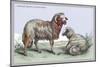 Barbary Breed of Wild Sheep-John Stewart-Mounted Art Print