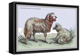 Barbary Breed of Wild Sheep-John Stewart-Framed Stretched Canvas