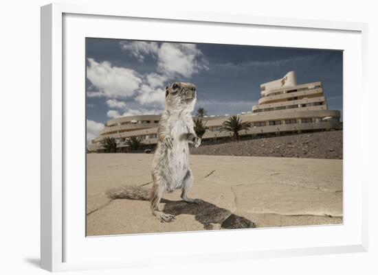 Barbary Ground Squirrel (Atlantoxerus Getulus) Outside Hotel-Sam Hobson-Framed Photographic Print