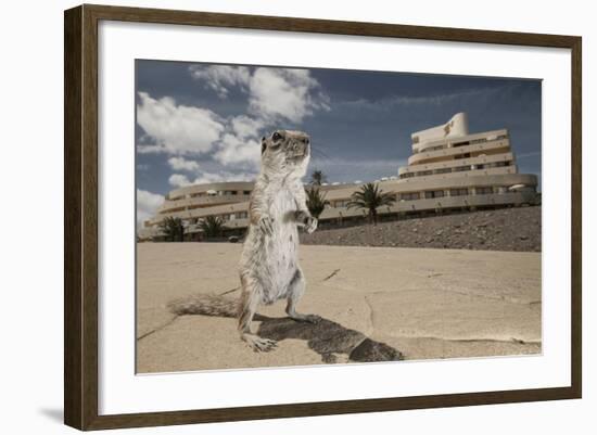 Barbary Ground Squirrel (Atlantoxerus Getulus) Outside Hotel-Sam Hobson-Framed Photographic Print