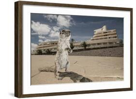 Barbary Ground Squirrel (Atlantoxerus Getulus) Outside Hotel-Sam Hobson-Framed Photographic Print