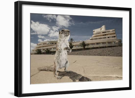 Barbary Ground Squirrel (Atlantoxerus Getulus) Outside Hotel-Sam Hobson-Framed Photographic Print