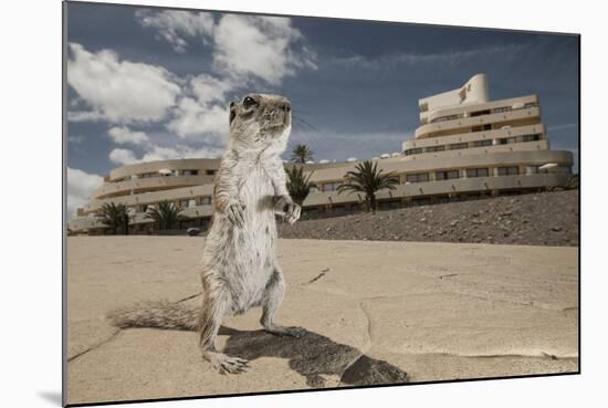 Barbary Ground Squirrel (Atlantoxerus Getulus) Outside Hotel-Sam Hobson-Mounted Photographic Print