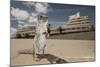 Barbary Ground Squirrel (Atlantoxerus Getulus) Outside Hotel-Sam Hobson-Mounted Photographic Print