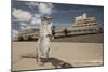 Barbary Ground Squirrel (Atlantoxerus Getulus) Outside Hotel-Sam Hobson-Mounted Photographic Print