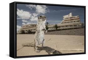 Barbary Ground Squirrel (Atlantoxerus Getulus) Outside Hotel-Sam Hobson-Framed Stretched Canvas