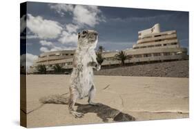 Barbary Ground Squirrel (Atlantoxerus Getulus) Outside Hotel-Sam Hobson-Stretched Canvas