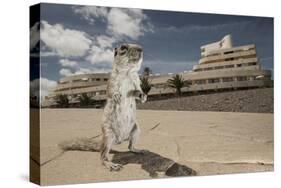 Barbary Ground Squirrel (Atlantoxerus Getulus) Outside Hotel-Sam Hobson-Stretched Canvas