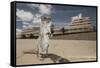 Barbary Ground Squirrel (Atlantoxerus Getulus) Outside Hotel-Sam Hobson-Framed Stretched Canvas