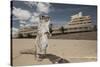 Barbary Ground Squirrel (Atlantoxerus Getulus) Outside Hotel-Sam Hobson-Stretched Canvas