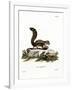 Barbary Ground Squirrel-null-Framed Giclee Print