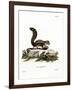 Barbary Ground Squirrel-null-Framed Giclee Print