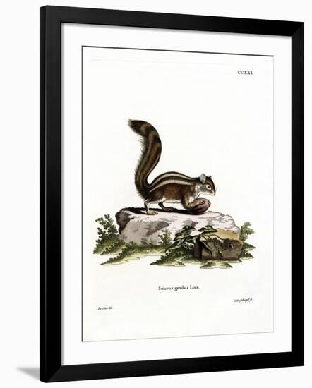 Barbary Ground Squirrel-null-Framed Giclee Print