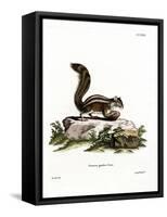 Barbary Ground Squirrel-null-Framed Stretched Canvas