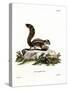 Barbary Ground Squirrel-null-Stretched Canvas