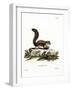 Barbary Ground Squirrel-null-Framed Giclee Print