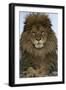 Barbary Lion (Panthera leo leo) adult male, close-up of head-Mike Lane-Framed Photographic Print