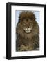 Barbary Lion (Panthera leo leo) adult male, close-up of head-Mike Lane-Framed Photographic Print