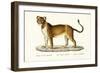 Barbary Lioness, 1824-Karl Joseph Brodtmann-Framed Giclee Print