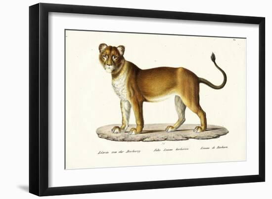 Barbary Lioness, 1824-Karl Joseph Brodtmann-Framed Giclee Print