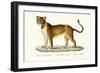 Barbary Lioness, 1824-Karl Joseph Brodtmann-Framed Giclee Print