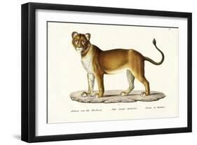 Barbary Lioness, 1824-Karl Joseph Brodtmann-Framed Giclee Print