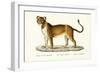 Barbary Lioness, 1824-Karl Joseph Brodtmann-Framed Giclee Print