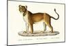 Barbary Lioness, 1824-Karl Joseph Brodtmann-Mounted Giclee Print