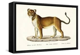 Barbary Lioness, 1824-Karl Joseph Brodtmann-Framed Stretched Canvas