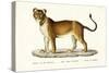Barbary Lioness, 1824-Karl Joseph Brodtmann-Stretched Canvas