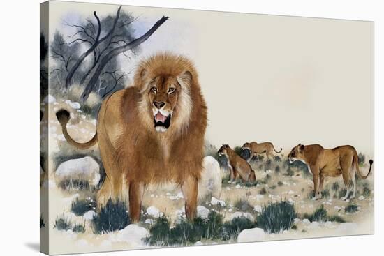 Barbary Lions-Maurice Wilson-Stretched Canvas