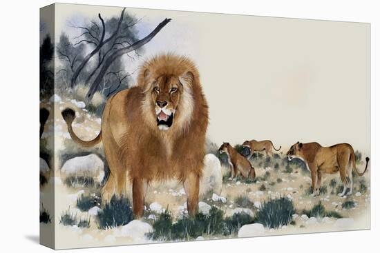 Barbary Lions-Maurice Wilson-Stretched Canvas