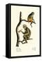 Barbary Macaque, 1824-Karl Joseph Brodtmann-Framed Stretched Canvas