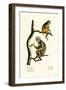 Barbary Macaque, 1824-Karl Joseph Brodtmann-Framed Giclee Print