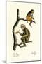 Barbary Macaque, 1824-Karl Joseph Brodtmann-Mounted Giclee Print