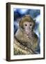 Barbary Macaque, Ape or Rock Ape Young-null-Framed Photographic Print
