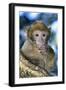Barbary Macaque, Ape or Rock Ape Young-null-Framed Photographic Print