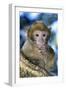 Barbary Macaque, Ape or Rock Ape Young-null-Framed Photographic Print