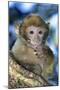 Barbary Macaque, Ape or Rock Ape Young-null-Mounted Photographic Print