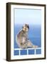 Barbary Macaque (Macaca sylvanus) adult, sitting on fence at top of rock, Gibraltar-Andrew Forsyth-Framed Photographic Print